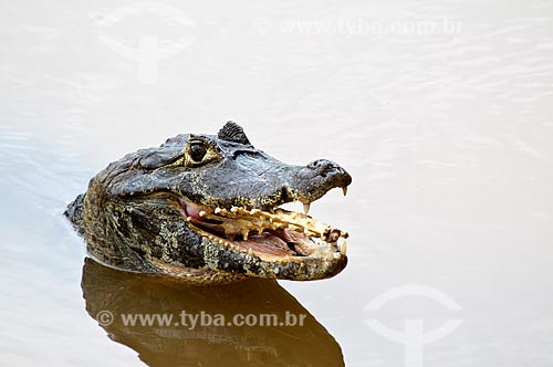  Subject: Yacare Caiman (Caiman yacare) / Place: Corumba city - Mato Grosso do Sul state (MS) - Brazil / Date: 10/2010 