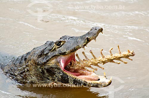  Subject: Yacare Caiman (Caiman yacare) / Place: Corumba city - Mato Grosso do Sul state (MS) - Brazil / Date: 10/2010 