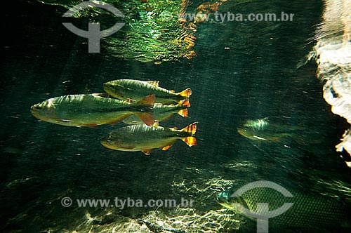  Subject: Curimbata and Brycon fishes on Prata River / Place: Jardim city - Mato Grosso do Sul state (MS) - Brazil / Date: 10/2010 