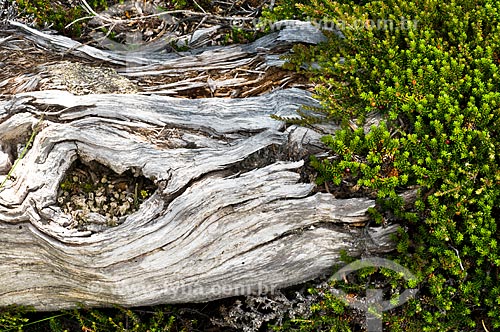  Subject: Trunk fallen on the ground / Place: El Chalten city - Argentina - South America / Date: 02/2010 