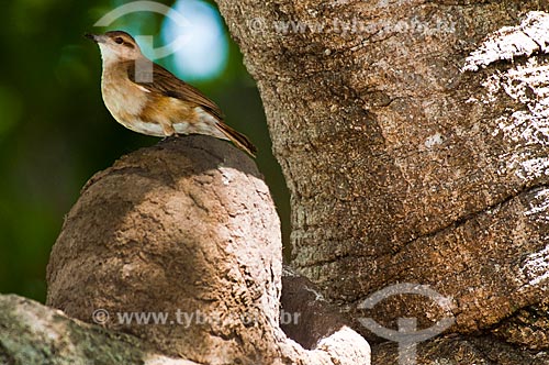  Subject: Rufous Hornero (Furnarius rufus) in its nest (mud house) / Place: Corumba city - Mato Grosso do Sul state (MS) - Brazil / Date: 10/2010 