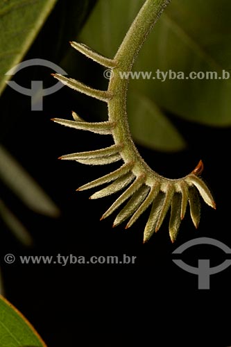  Subject: View of a plant / Place: Teresina city - Piaui state (PI) - Brazil / Date: 08/2011 