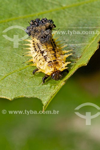  Subject: View of an insect / Place: Teresina city - Piaui state (PI) - Brazil / Date: 08/2011 