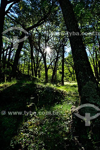  Subject: Forest of Lengas  in Los Glaciares National Park / Place: Argentina - South America / Date: 02/2010 