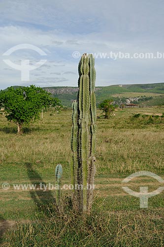  Subject: Cactus / Place: Itinga city - Minas Gerais state (MG) - Brazil / Date: 11/2011 