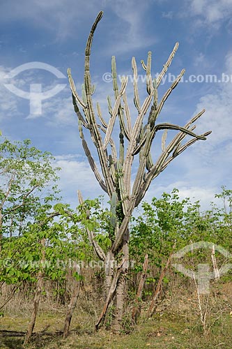  Subject: Cactus / Place: Itinga city - Minas Gerais state (MG) - Brazil / Date: 11/2011 