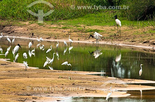  Subject: Jabiru and Great Egret next to a river / Place: Corumba city - Mato Grosso do Sul state (MS) - Brazil / Date: 10/2010 