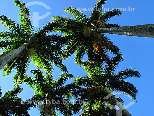  Subject: Palm Trees in Flamengo Landfill / Place: Rio de Janeiro city - Rio de Janeiro state (RJ) - Brazil / Date: 02/2012 