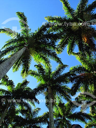  Subject: Palm Trees in Flamengo Landfill / Place: Rio de Janeiro city - Rio de Janeiro state (RJ) - Brazil / Date: 02/2012 