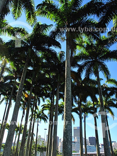  Subject: Palm Trees in Flamengo Landfill / Place: Rio de Janeiro city - Rio de Janeiro state (RJ) - Brazil / Date: 02/2012 