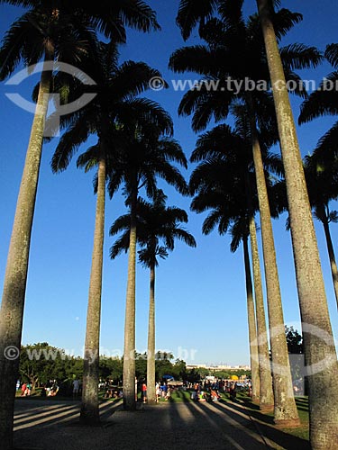  Subject: Palm Trees in Flamengo Landfill / Place: Rio de Janeiro city - Rio de Janeiro state (RJ) - Brazil / Date: 02/2012 