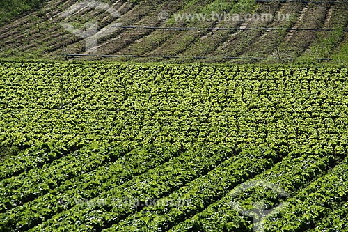  Subject: Vegetables plantation in the mountainous region of Rio de Janeiro - Teresopolis-Friburgo Road / Place: Vargem Grande neighborhood - Teresopolis city - Rio de Janeiro state (RJ) - Brazil / Date: 02/2012 