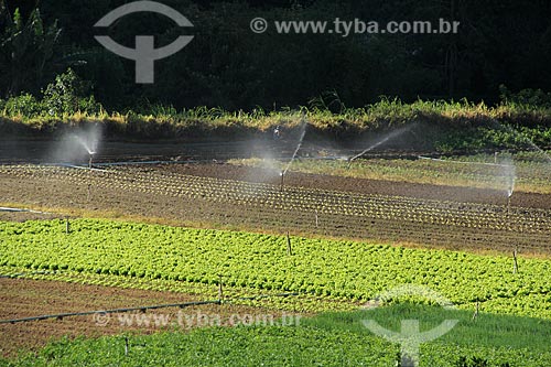  Subject: Vegetables plantation in the mountainous region of Rio de Janeiro - Teresopolis-Friburgo Road / Place: Vargem Grande neighborhood - Teresopolis city - Rio de Janeiro state (RJ) - Brazil / Date: 02/2012 