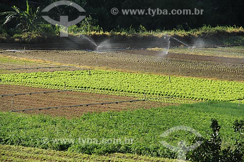  Subject: Vegetables plantation in the mountainous region of Rio de Janeiro - Teresopolis-Friburgo Road / Place: Vargem Grande neighborhood - Teresopolis city - Rio de Janeiro state (RJ) - Brazil / Date: 02/2012 