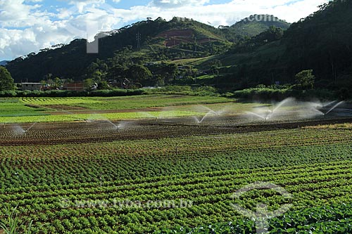  Subject: Vegetables plantation in the mountainous region of Rio de Janeiro - Teresopolis-Friburgo Road / Place: Vargem Grande neighborhood - Teresopolis city - Rio de Janeiro state (RJ) - Brazil / Date: 02/2012 