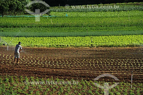  Subject: Vegetables plantation in the mountainous region of Rio de Janeiro - Teresopolis-Friburgo Road / Place: Vargem Grande neighborhood - Teresopolis city - Rio de Janeiro state (RJ) - Brazil / Date: 02/2012 