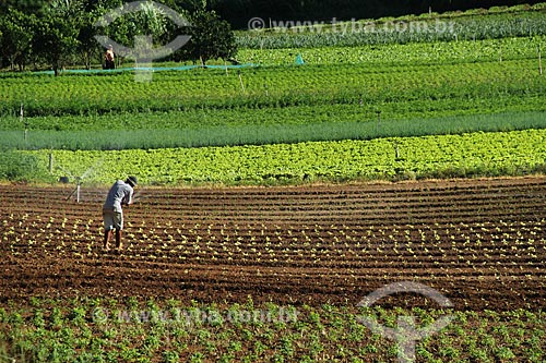  Subject: Vegetables plantation in the mountainous region of Rio de Janeiro - Teresopolis-Friburgo Road / Place: Vargem Grande neighborhood - Teresopolis city - Rio de Janeiro state (RJ) - Brazil / Date: 02/2012 