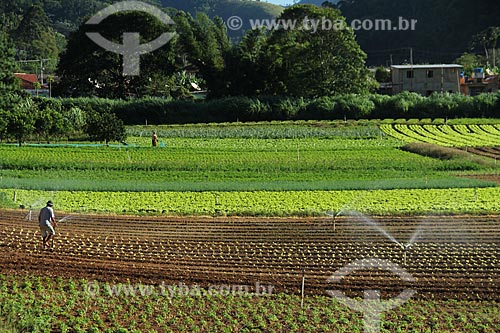  Subject: Vegetables plantation in the mountainous region of Rio de Janeiro - Teresopolis-Friburgo Road / Place: Vargem Grande neighborhood - Teresopolis city - Rio de Janeiro state (RJ) - Brazil / Date: 02/2012 