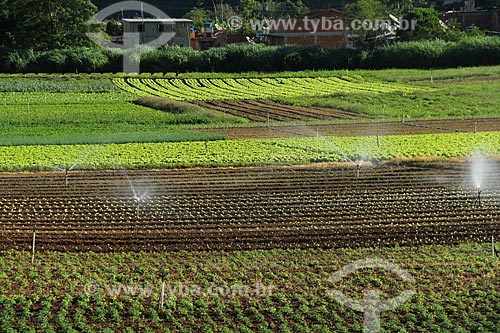  Subject: Vegetables plantation in the mountainous region of Rio de Janeiro - Teresopolis-Friburgo Road / Place: Vargem Grande neighborhood - Teresopolis city - Rio de Janeiro state (RJ) - Brazil / Date: 02/2012 