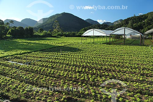  Subject: Lettuce plantation in the mountainous region of Rio de Janeiro - Teresopolis-Friburgo Road / Place: Teresopolis city - Rio de Janeiro state (RJ) - Brazil / Date: 02/2012 