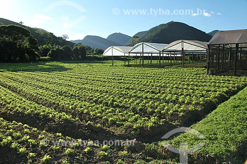  Subject: Lettuce plantation in the mountainous region of Rio de Janeiro - Teresopolis-Friburgo Road / Place: Teresopolis city - Rio de Janeiro state (RJ) - Brazil / Date: 02/2012 