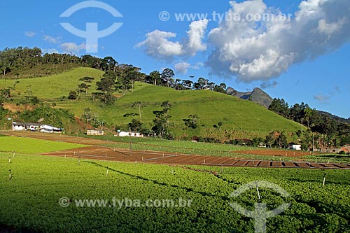  Subject: Lettuce plantation in the mountainous region of Rio de Janeiro - Teresopolis-Friburgo Road / Place: Teresopolis city - Rio de Janeiro state (RJ) - Brazil / Date: 02/2012 