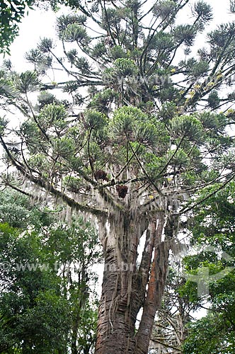  Subject: Pinheiro Grosso Park / Place: Canela city - Rio Grande do Sul state (RS) - Brazil / Date: 01/2012 
