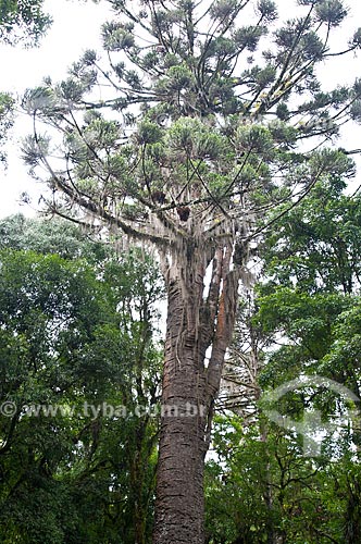  Subject: Pinheiro Grosso Park / Place: Canela city - Rio Grande do Sul state (RS) - Brazil / Date: 01/2012 