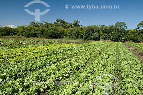  Subject: Planting of lettuce / Place: Porto Alegre city - Rio Grande do Sul state (RS) - Brazil / Date: 2007 