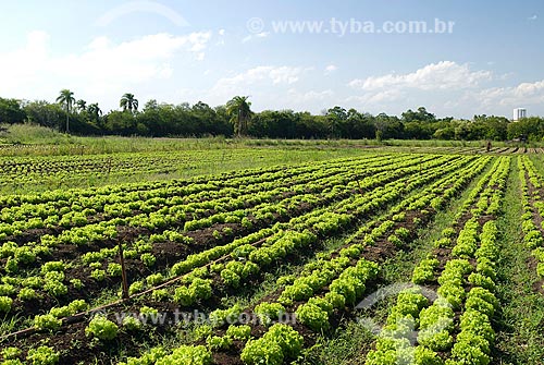  Subject: Planting of lettuce / Place: Porto Alegre city - Rio Grande do Sul state (RS) - Brazil / Date: 2007 