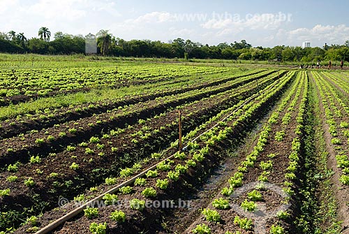  Subject: Planting of lettuce / Place: Porto Alegre city - Rio Grande do Sul state (RS) - Brazil / Date: 2007 