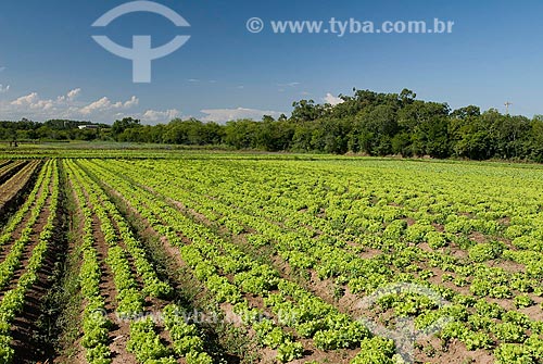  Subject: Planting of lettuce / Place: Porto Alegre city - Rio Grande do Sul state (RS) - Brazil / Date: 2007 