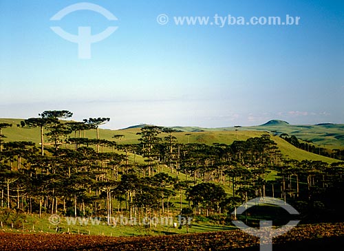  Subject: View of Araucarias / Place: Region of Campos de Cima da Serra - Rio Grande do Sul state (RS) - Brazil / Date: 10/2005 
