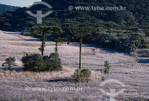  Subject: View of Araucarias and field with frost / Place: Rio Grande do Sul state (RS) - Brazil / Date: 07/2009 