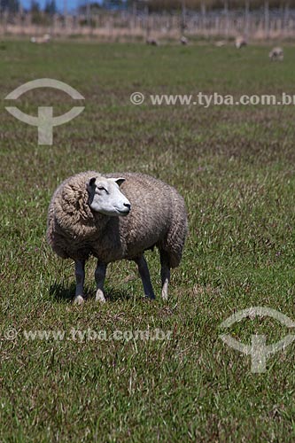  Subject: Sheep in the Osorio Wind Farm / Place: Osorio city - Rio Grande do Sul state (RS) - Brazil / Date: 09/2011 