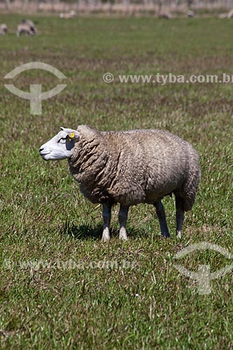  Subject: Sheep in the Osorio Wind Farm / Place: Osorio city - Rio Grande do Sul state (RS) - Brazil / Date: 09/2011 