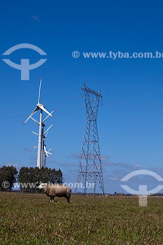  Subject: Sheep grazing in the Osorio Wind Farm, with wind energy generators in the background / Place: Osorio city - Rio Grande do Sul state (RS) - Brazil / Date: 09/2011 