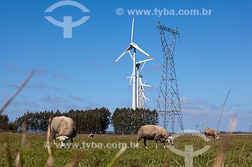  Subject: Sheeps grazing in the Osorio Wind Farm, with wind energy generators in the background / Place: Osorio city - Rio Grande do Sul state (RS) - Brazil / Date: 09/2011 