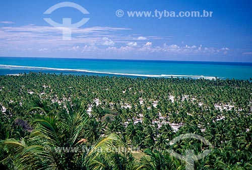  Subject: Coconut trees in Gunga Beach / Place: Maceio city - Alagoas state (AL) - Brazil / Date: 11/2009 