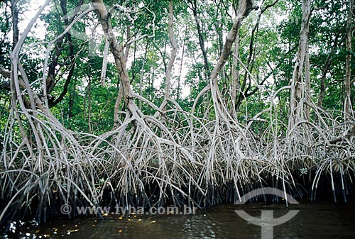  Subject: Mangrove in Preguicas River / Place: Barreirinhas city - Maranhao state (MA) - Brazil / Date: 01/2008 
