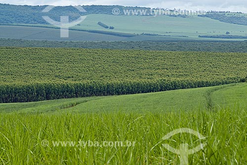  Subject: Plantation of eucalyptus and sugar cane / Place: Ribeirao Preto city - Sao Paulo state (SP) - Brazil / Date: 2009 