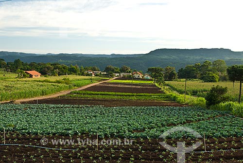 Subject: Vegetables planting   / Place: Nova Petropolis city - Rio Grande do Sul state (RS) - Brazil / Date: 2010 
