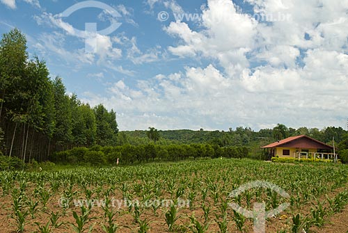  Subject: Corn plantation / Place: São Sebastiao do Cai city - Rio Grande do Sul state (RS) - Brazil / Date: 2010 