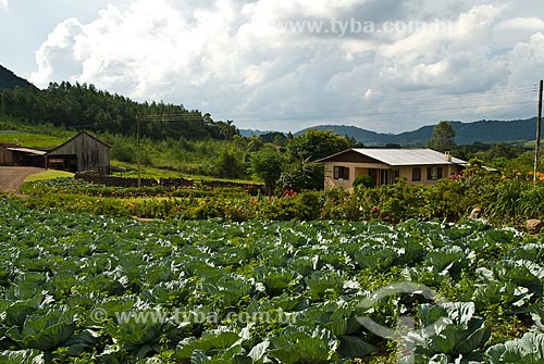  Subject: Kale planting / Place: Nova Petropolis city - Rio Grande do Sul state (RS) - Brazil / Date: 2010 