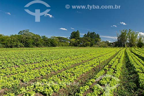  Subject: Lettuce planting   / Place: Porto Alegre city - Rio Grande do Sul state (RS) - Brazil / Date: 2010 
