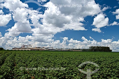  Subject: Planting of cotton  / Place: Baus district - Costa Rica city - Mato Grosso do Sul state (MS) - Brazil / Date: 2010 