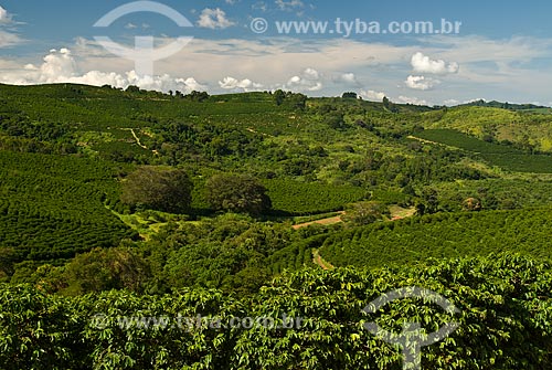  Subject: Coffee plantation / Place: Guaxupe city - Minas Gerais state (MG) - Brazil / Date: 2010 
