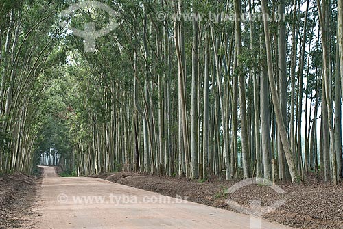  Subject: Eucalyptus plantation / Place: Capivari do Sul - Rio Grande do Sul state (RS) - Brazil / Date: 2010 
