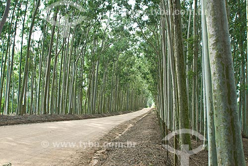  Subject: Eucalyptus plantation / Place: Capivari do Sul - Rio Grande do Sul state (RS) - Brazil / Date: 2010 