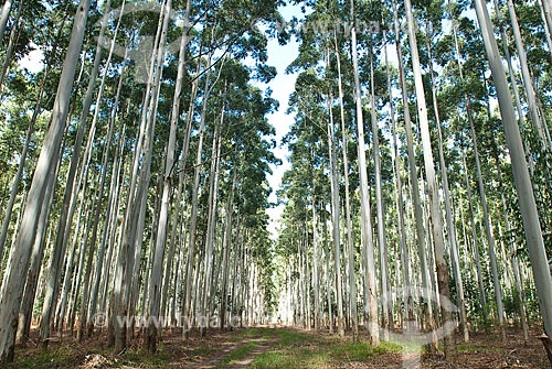  Subject: Eucalyptus plantation / Place: Capivari do Sul - Rio Grande do Sul state (RS) - Brazil / Date: 2010 